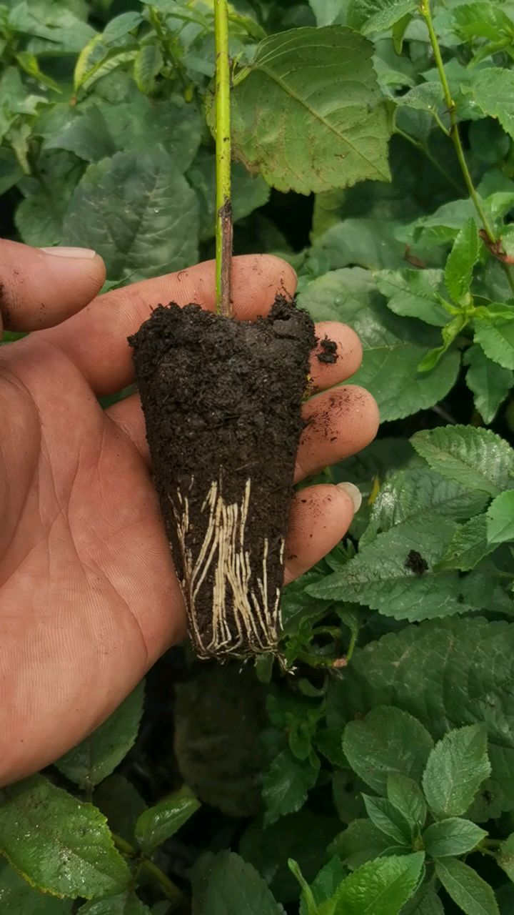 吉塞拉6号,吉塞拉12号砧木苗-度小视