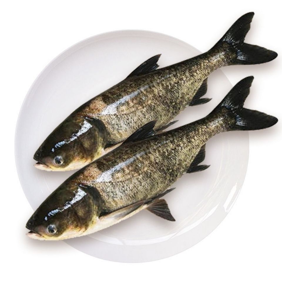 养花鲢鱼的正确姿势,你get了吗?