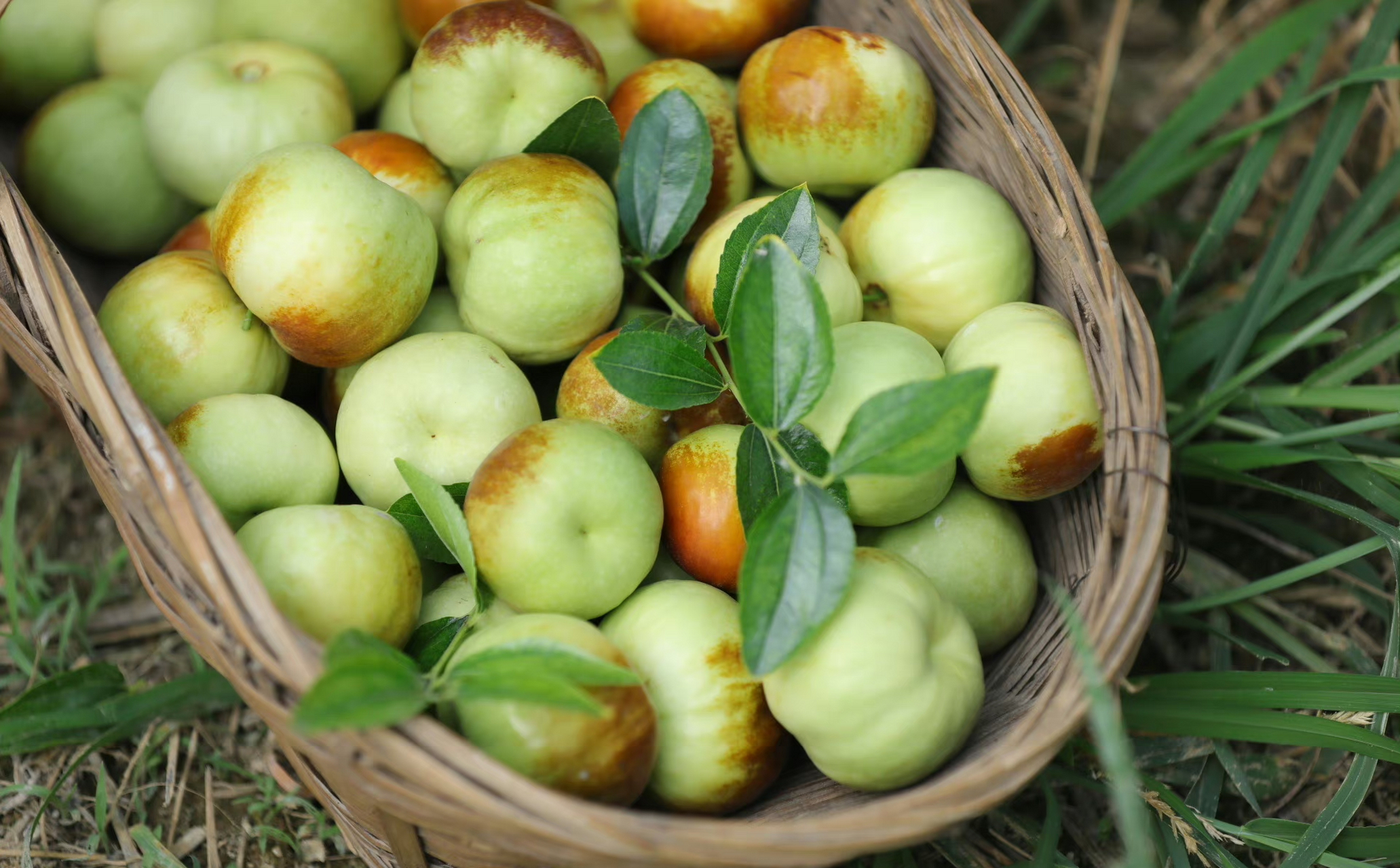 蟠枣,大蜜罐已熟,酥脆甜蜜,口感自然不腻.