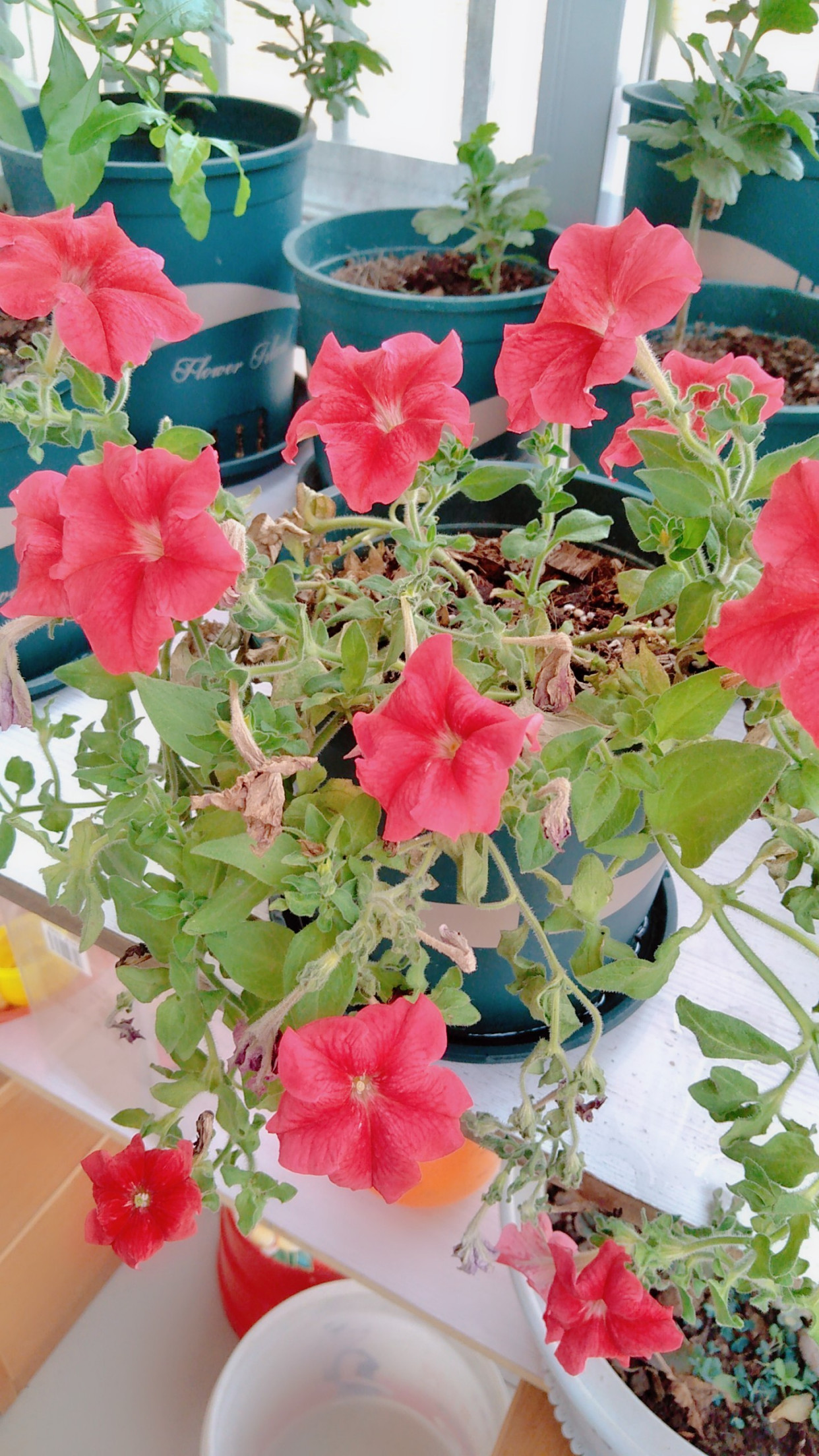 夏季鲜花美美哒