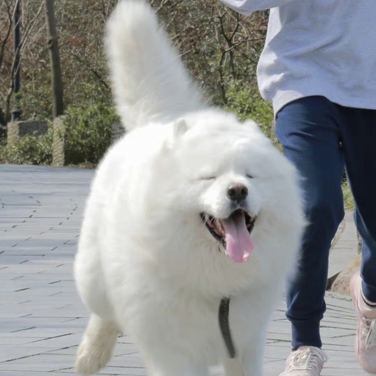 开心到起飞的猪!