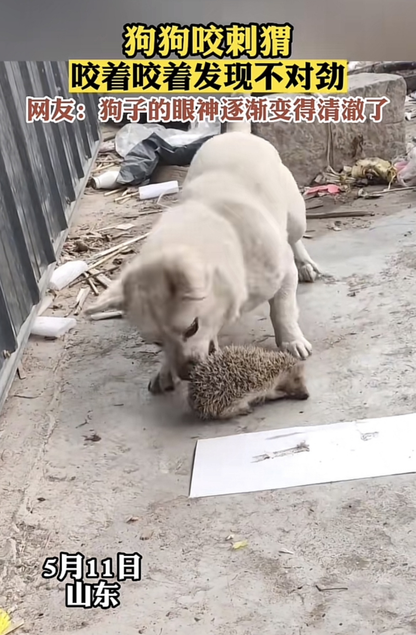 狗狗咬刺猬咬着咬着发现不对劲[左捂脸].