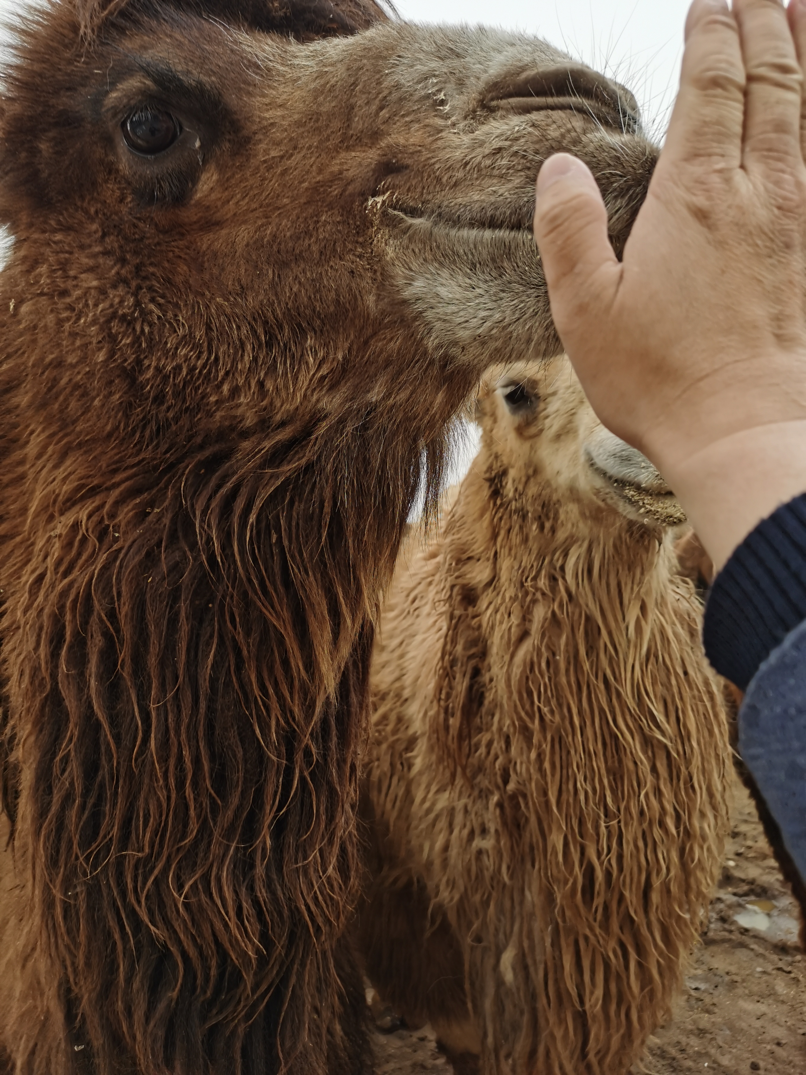 近距离接触骆驼