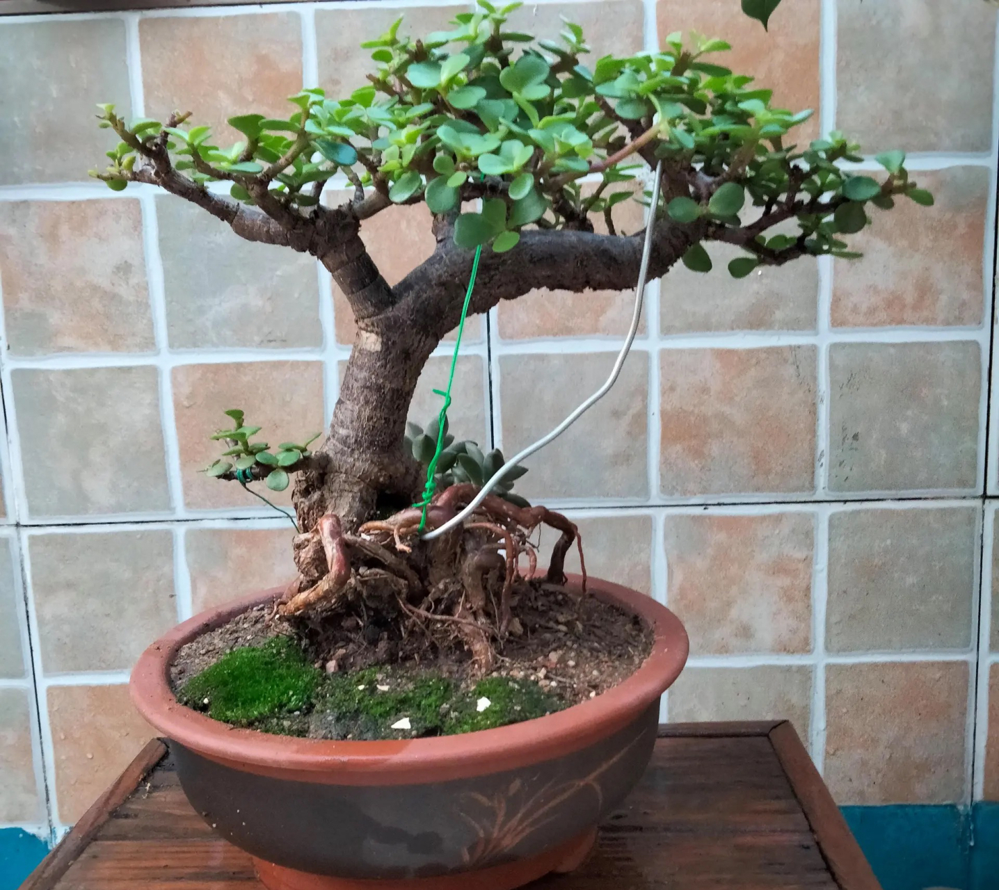 金枝玉叶提根,不一样的美～(图:清风无痕)