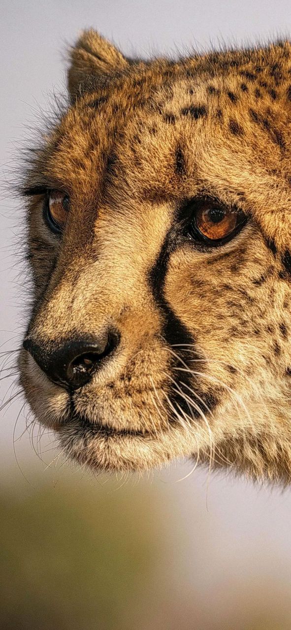 身体矫健的豹子壁纸 南山有雄豹,隐雾成变化 奇姿惊世人,毛物亦增价