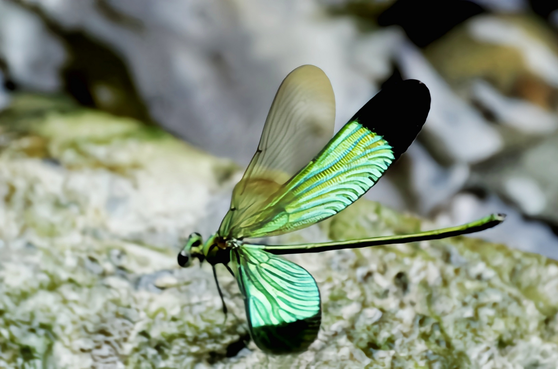 每天认识一种昆虫——华艳色蟌 华艳色蟌是蜻蜓目,色蟌科,艳色蟌属