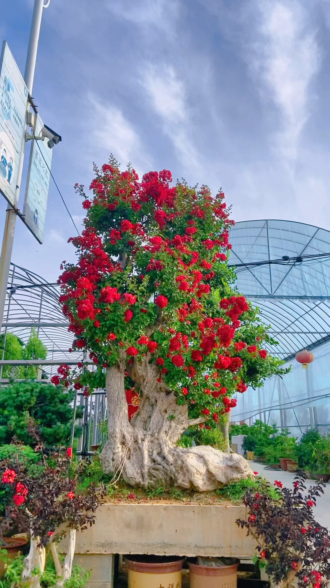 紫薇老桩花期128天,适合庭院别墅摆放,喜欢的关注一下吧.