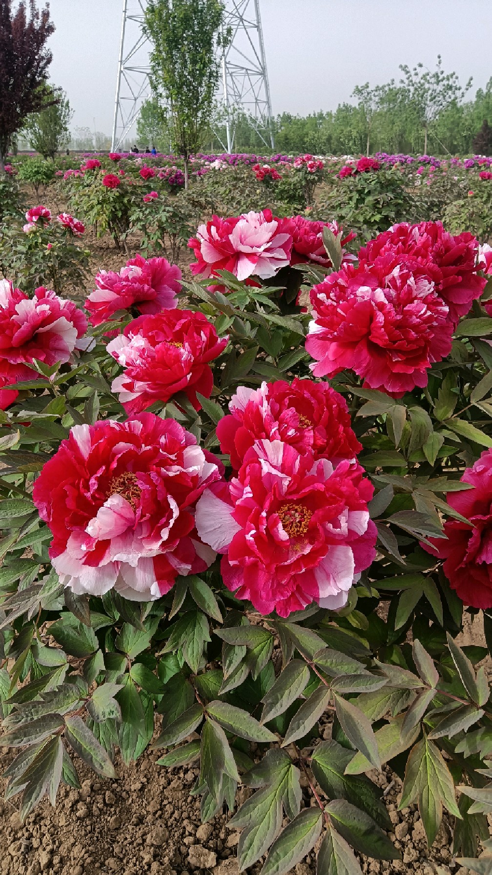 观赏牡丹树岛锦