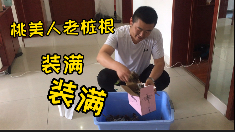 人家不要的桃美人老桩根识货的花友真多啊,都疯抢着要