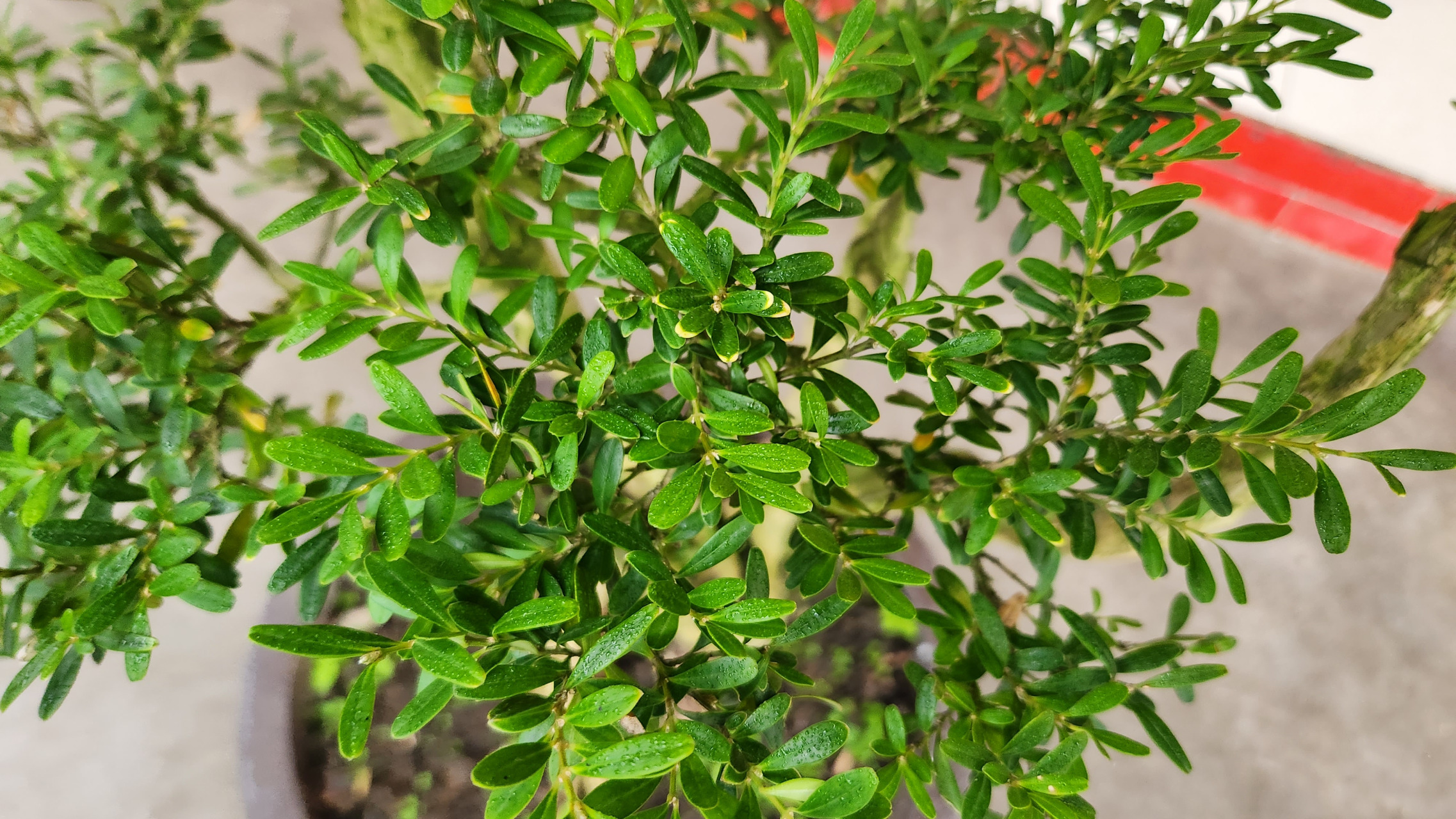 贵州米叶黄杨,黄杨中的稀有品种