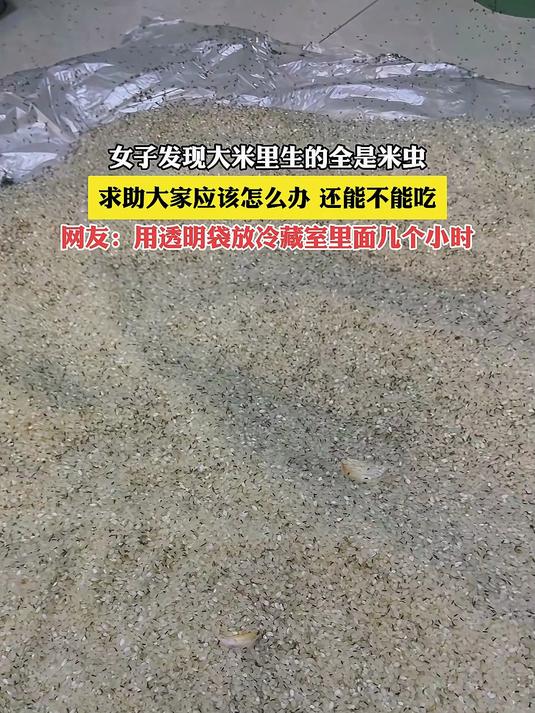 为什么会有米虫