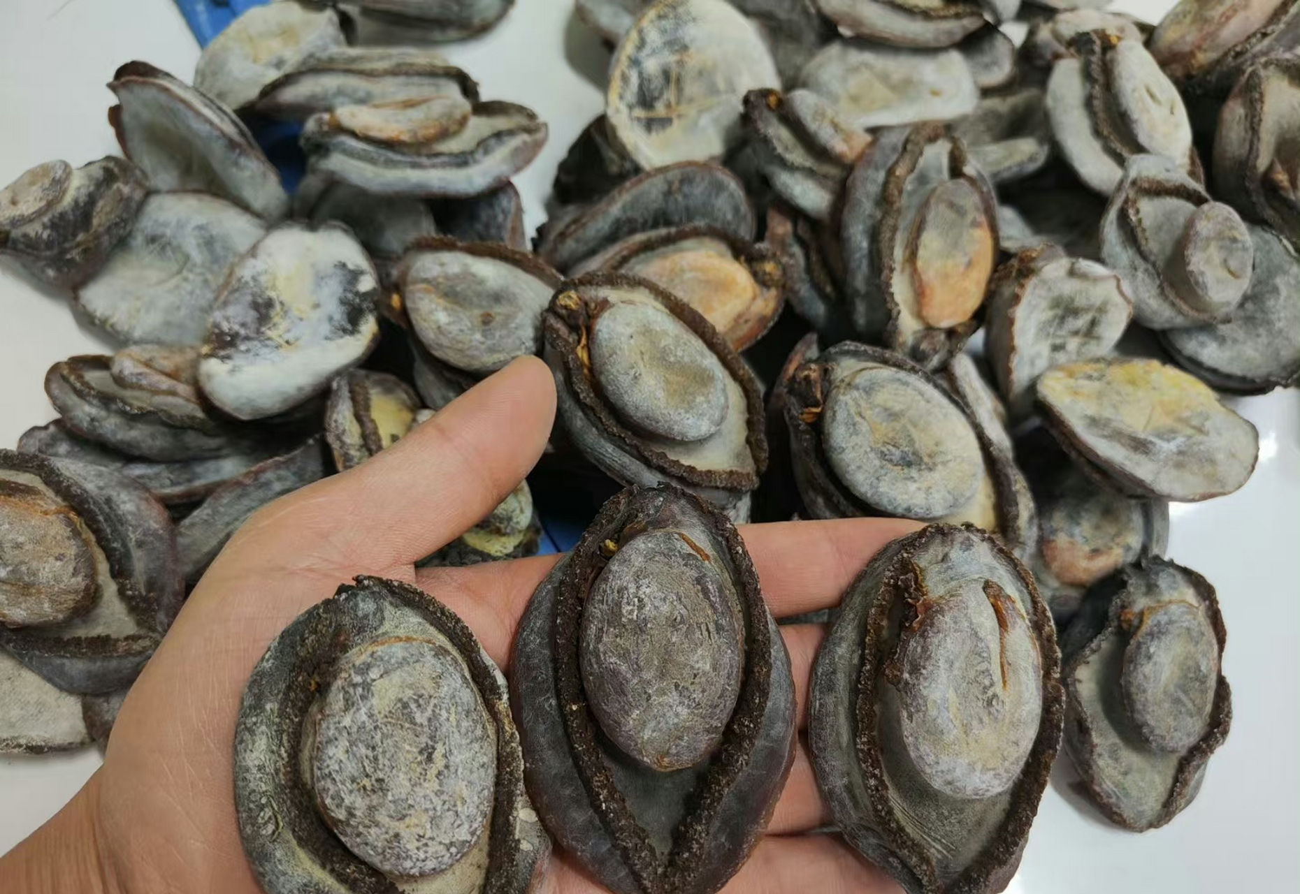 南非吉品鲍,南非鲍,中东禾麻老鲍,溏心吉品网鲍[666]美食.