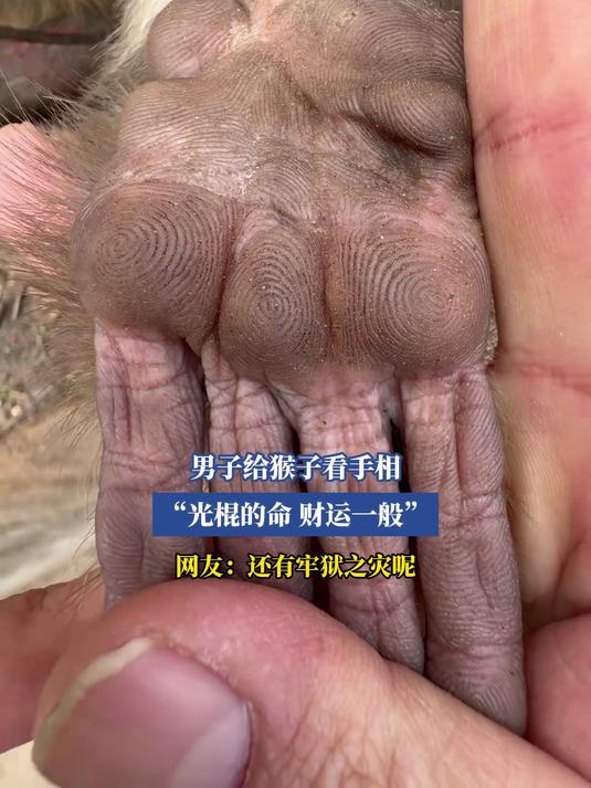 男子给猴子看手相,"光棍的命,财运一般",网友:还有牢狱之灾