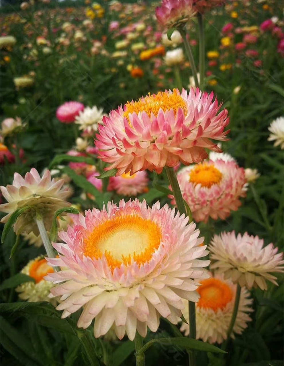 麦秆菊还有个名字,叫"永生菊",因其单花花期超级长,花开之后连同花杆