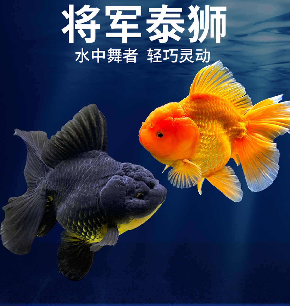 泰狮金鱼#观赏鱼