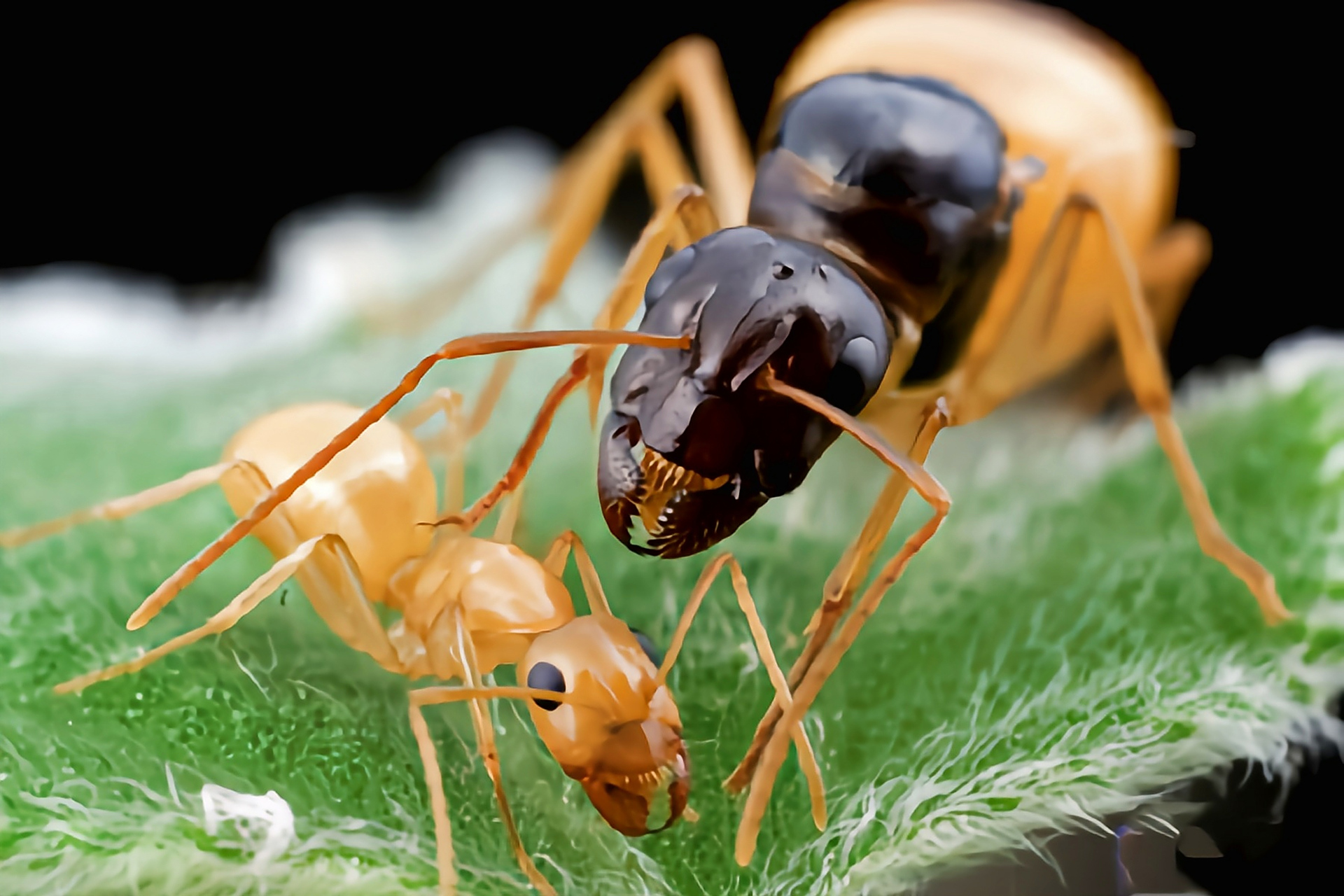 每天认识一种昆虫——中亚弓背蚁 中亚弓背蚁别名全黄土耳其弓背蚁