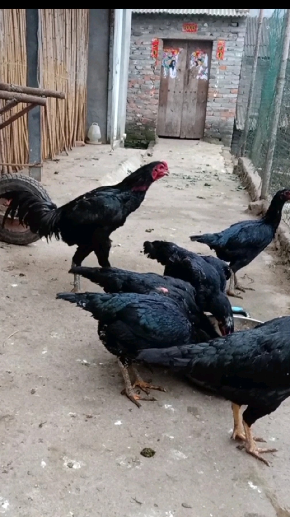 斗鸡种公鸡和种母鸡都是黑鸡,下的蛋已经开始孵化小斗鸡了-度小视