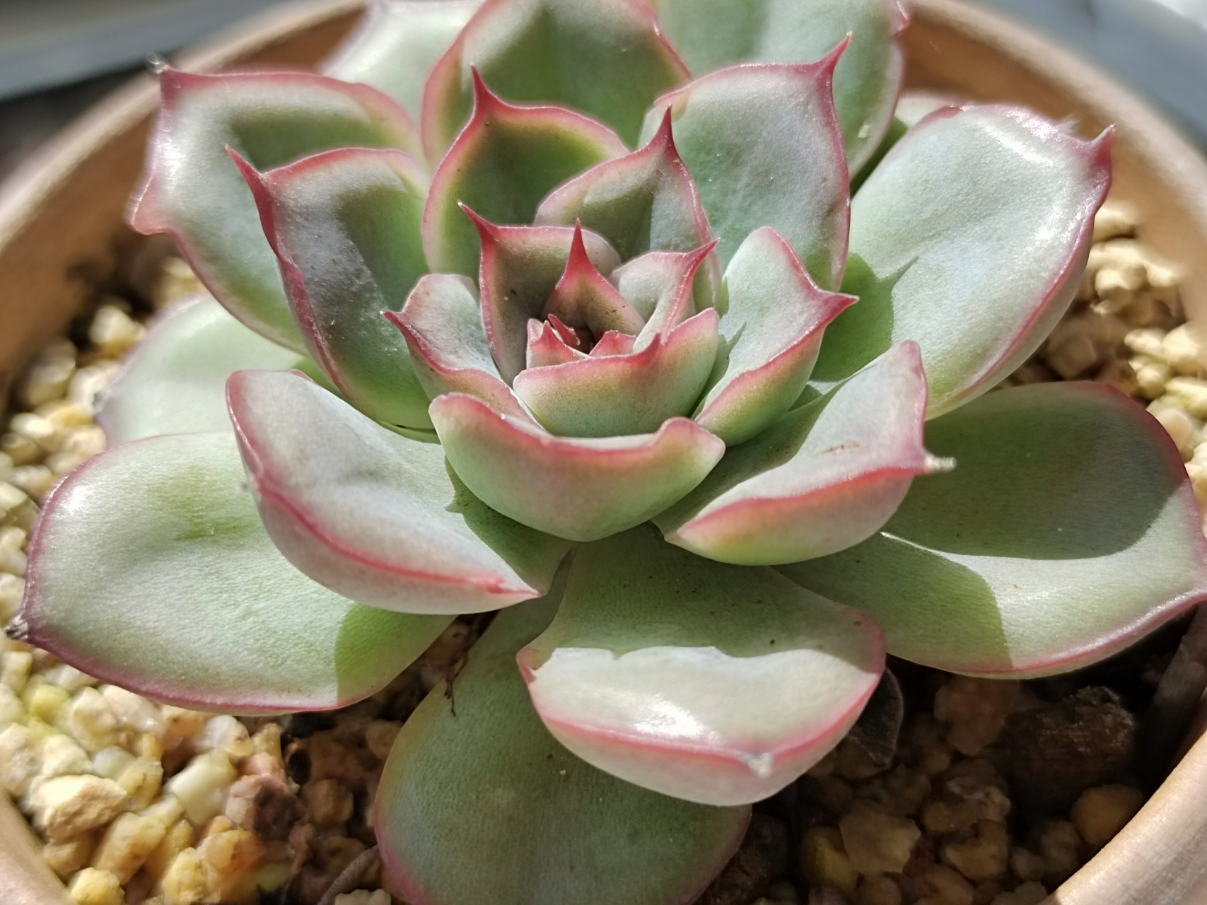 萤火虫,猎户座,月亮石,荷花#多肉植物