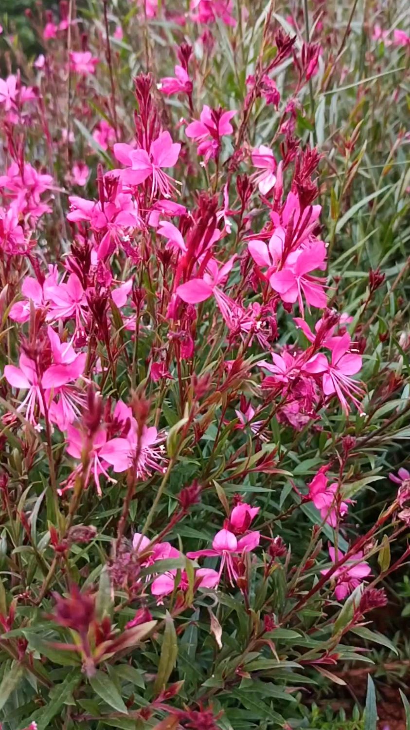 紫叶千鸟花,怎么看都美