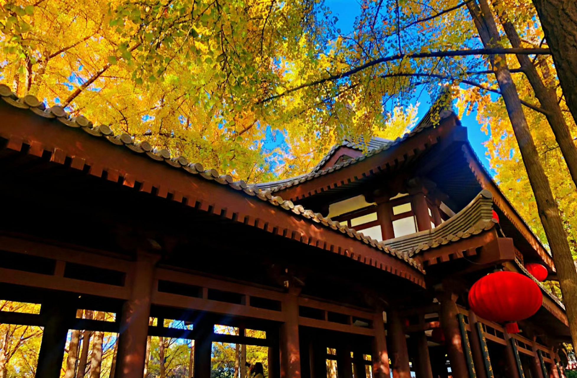 在西安想要欣赏秋天里的景色,唐大慈恩寺遗址公园是一个不可错过的