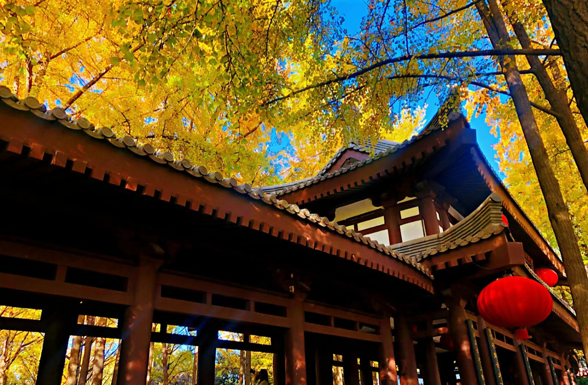 在西安想要欣赏秋天里的景色,唐大慈恩寺遗址公园是一个不可错过的