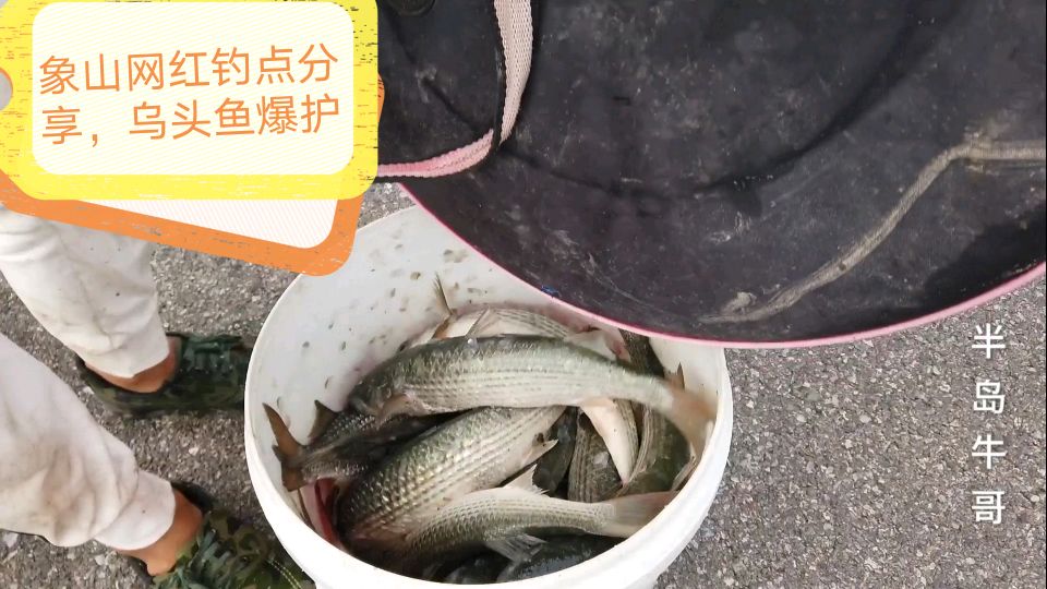 象山免费网红钓点,乌头鱼狂拔的节奏,省内的钓友们赶紧行动起来