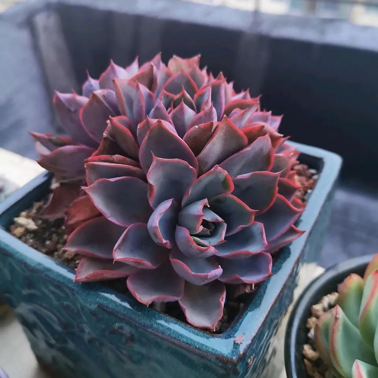 赫拉是夏种性多肉,可以考虑不遮阴,要不然徒起来也是很吓人的～第一盆