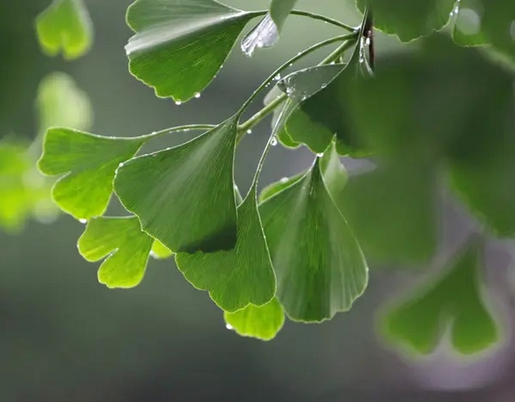银杏树的叶子呈扇形,  叶脉清晰,叶柄细长.  在春天和夏天,银杏树叶呈