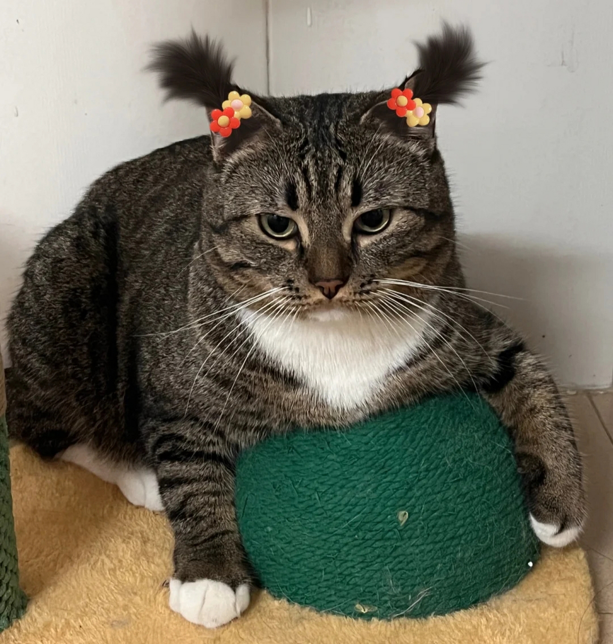 给我家小猫梳了两个小辫,怎么觉得它好像不开心!
