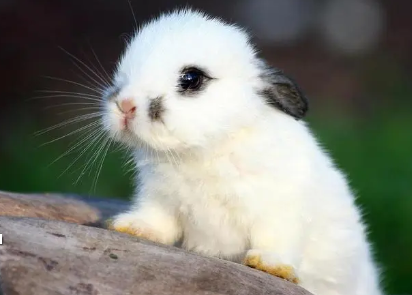 温顺,可爱,爱奔跑的兔子