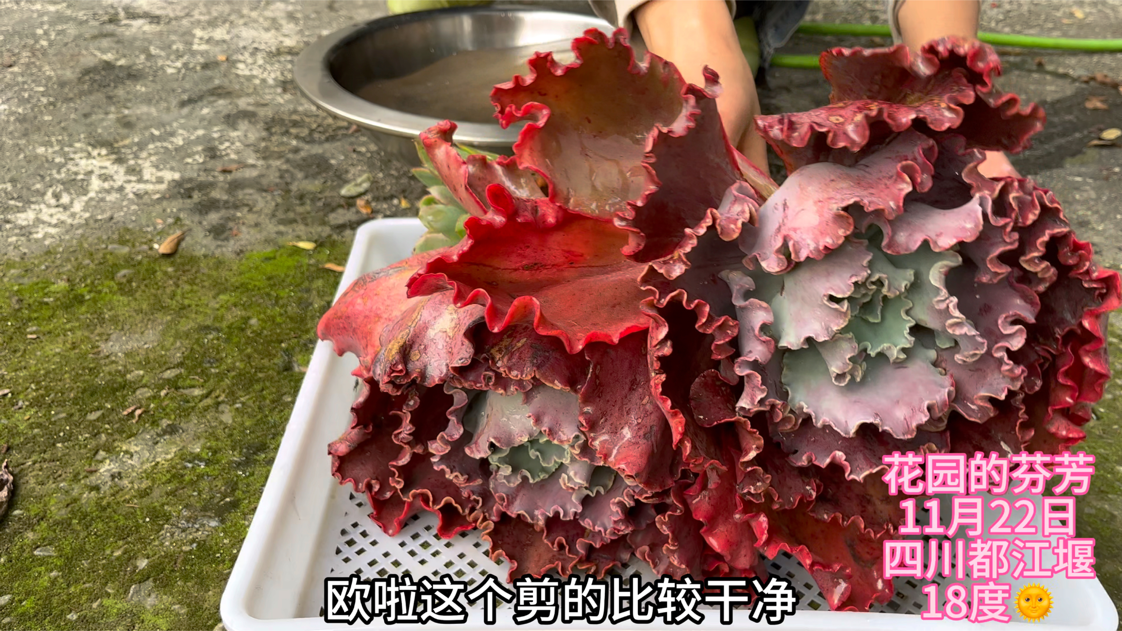 大包菜可以水培,养多肉路上总是忙忙碌碌,但无比充实!