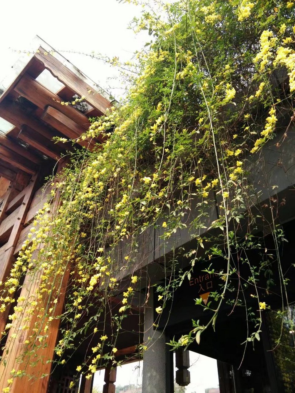 今日立春,来组应景的迎春花儿,小小的黄花随着枝条自由地下垂着,远远