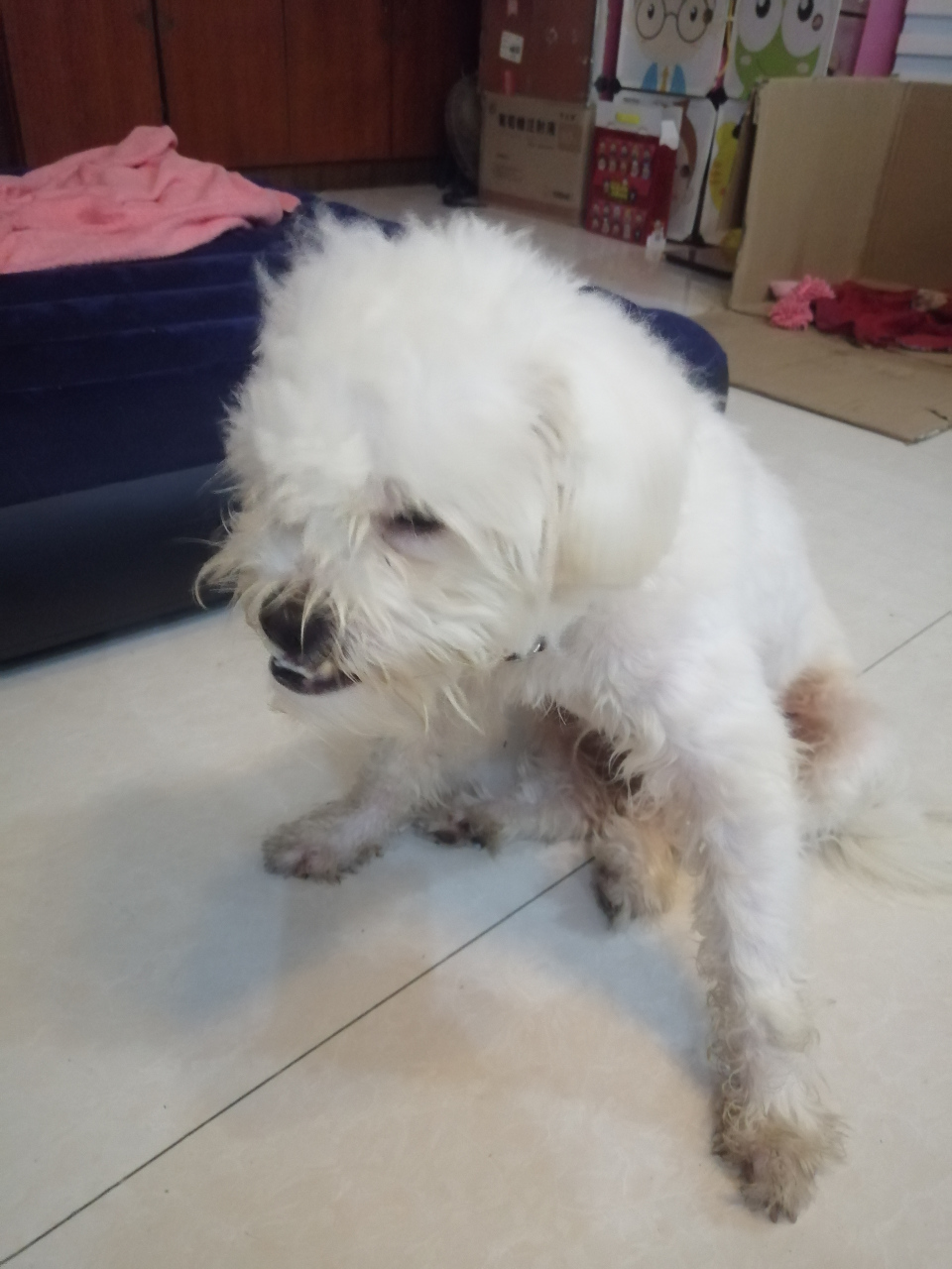 长得很丑的宠物狗        我女儿很喜欢小动物,由于她正上小学,没有