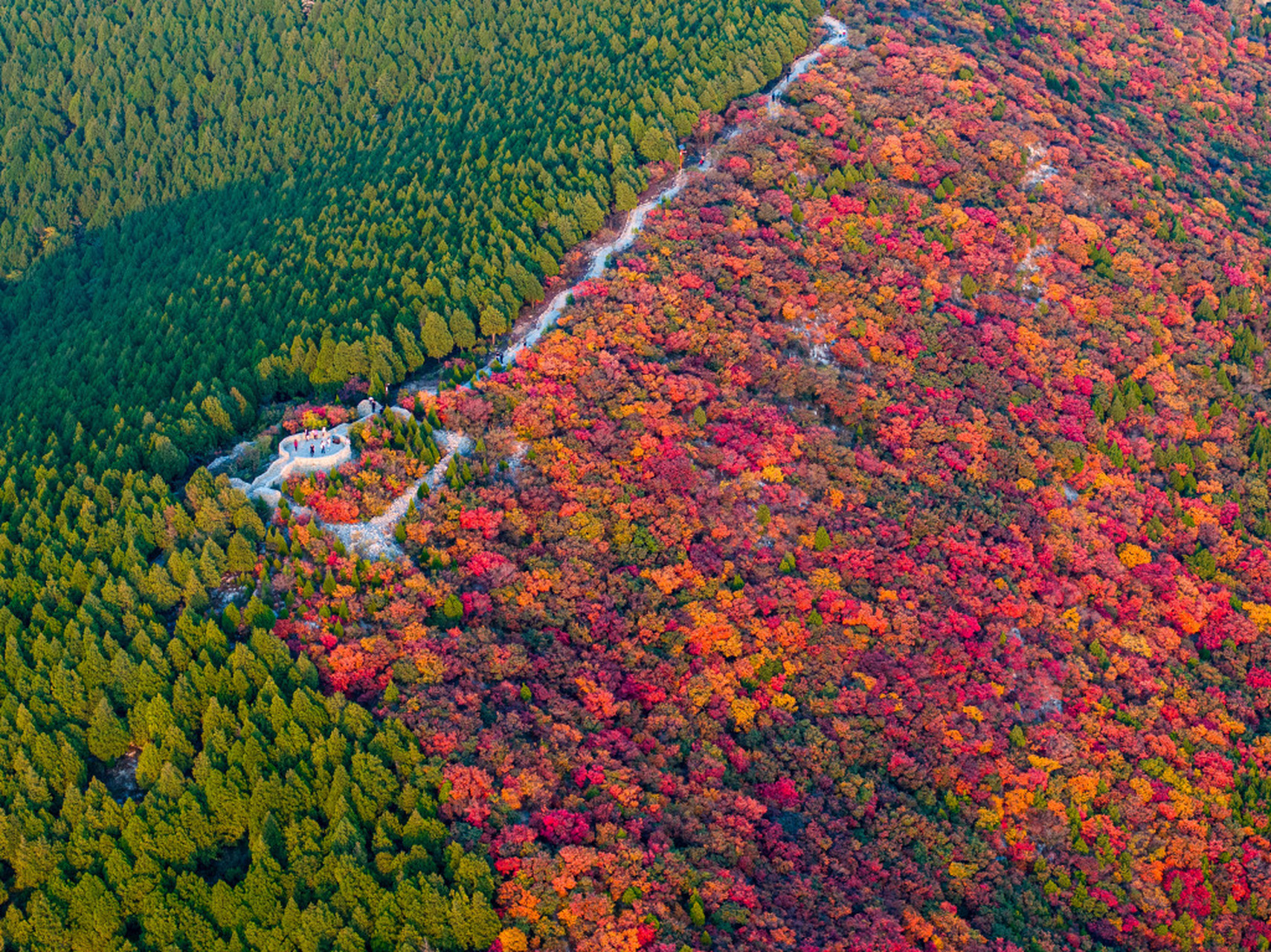 入秋以来,济南蝎子山色彩渐浓,山的一侧层林尽染,另一侧满目苍翠,呈现