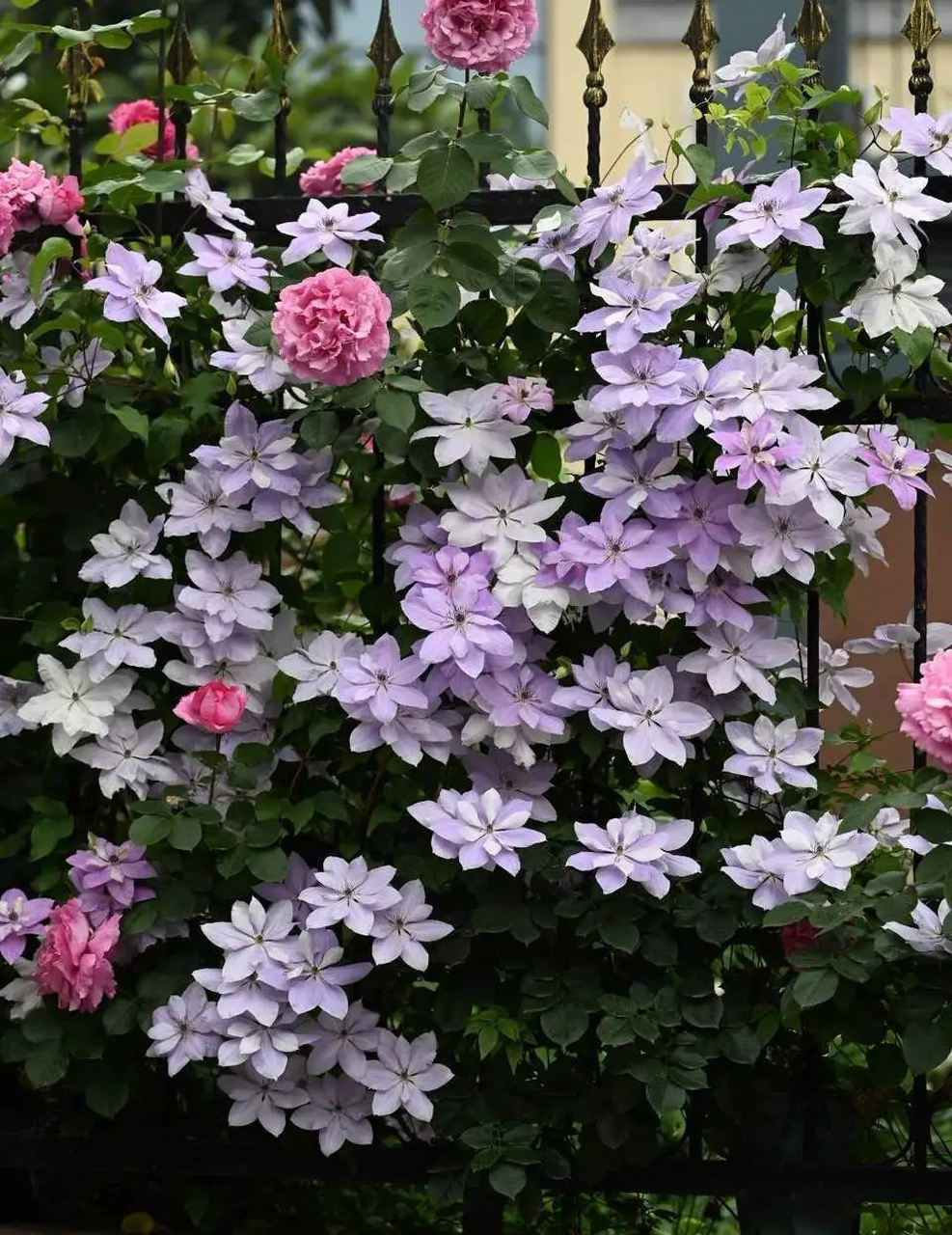 铁线莲"倒影",是铁线莲中的颜值霸主,它的美随便一拍就可以封神的存在