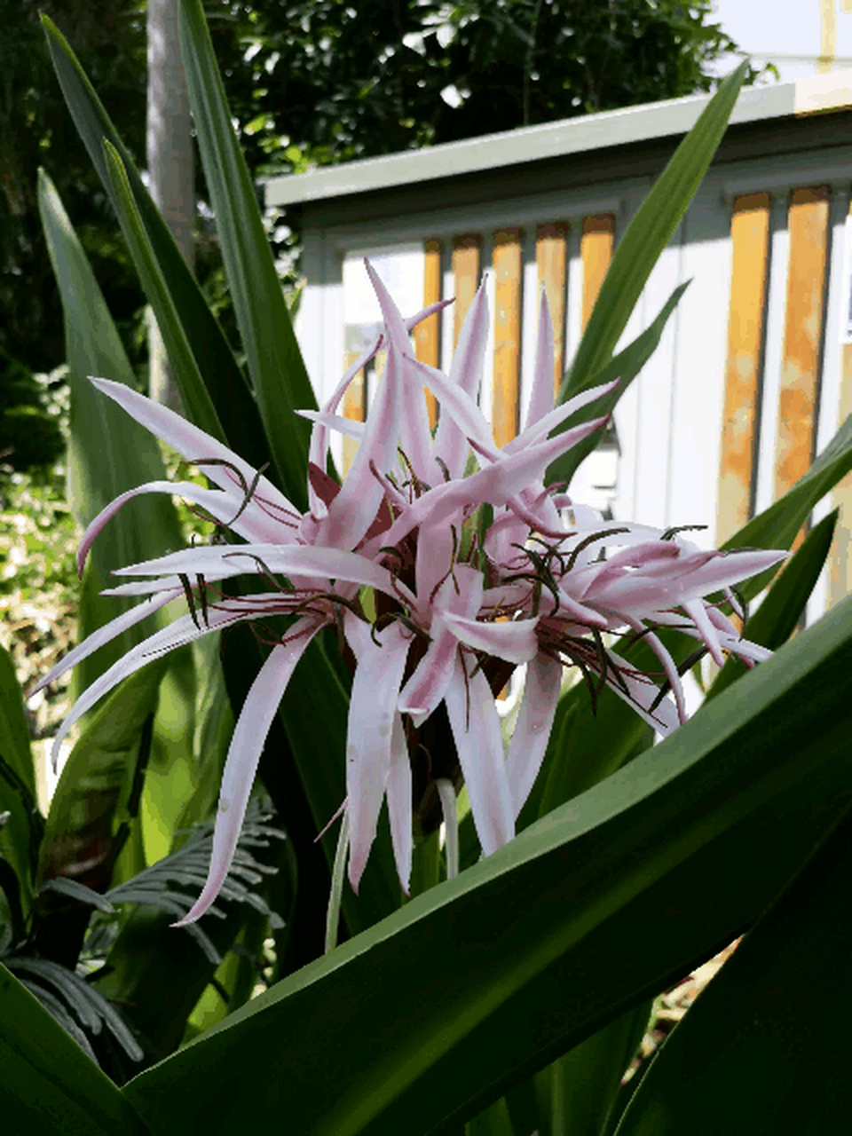 艳丽夺目,美的不可方物 #gif创作人#  #花# #旅游#  红花文殊兰,看着