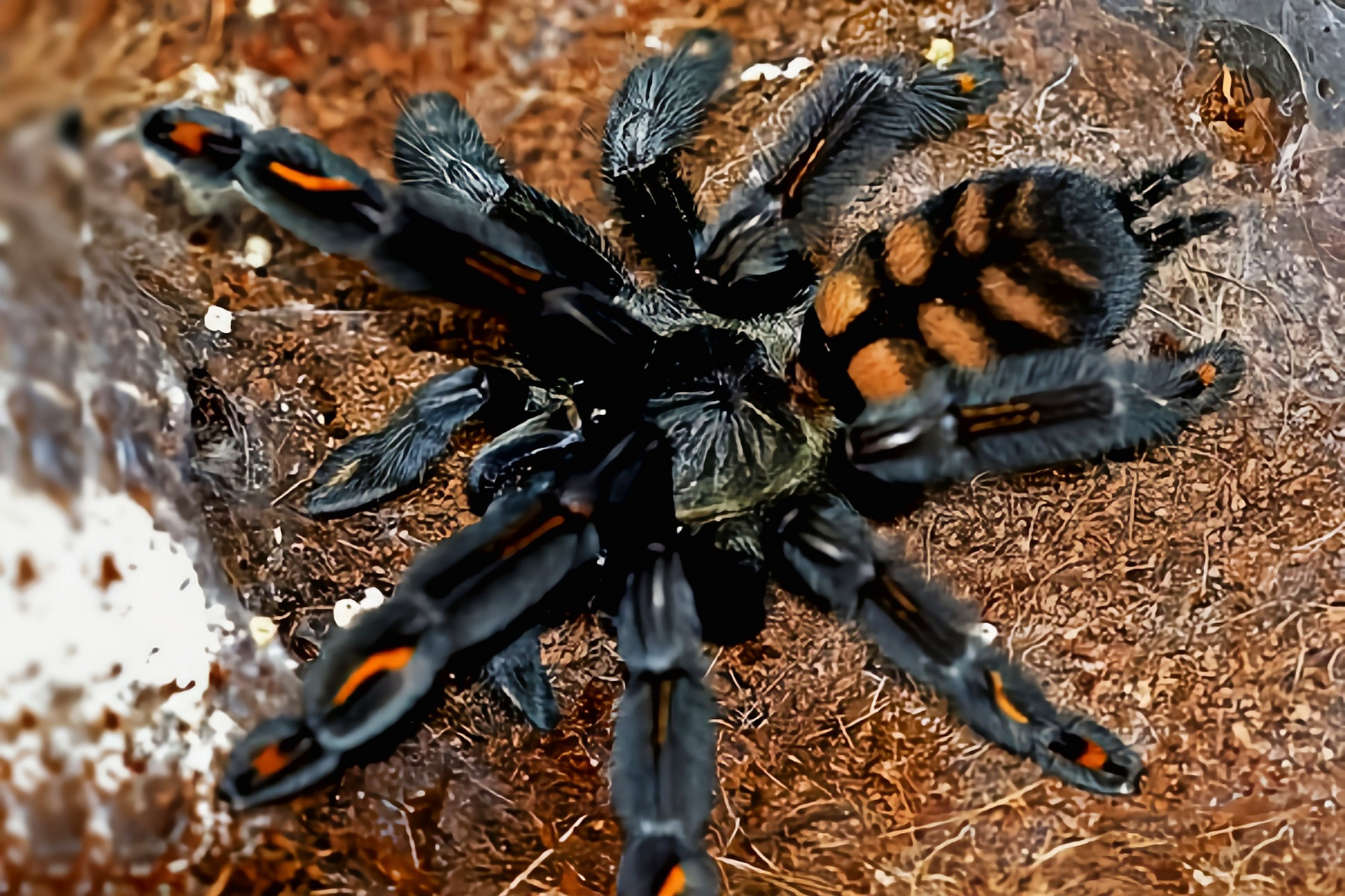 每天认识一种昆虫——委内瑞拉太阳虎 委内瑞拉太阳虎别名委内瑞拉老