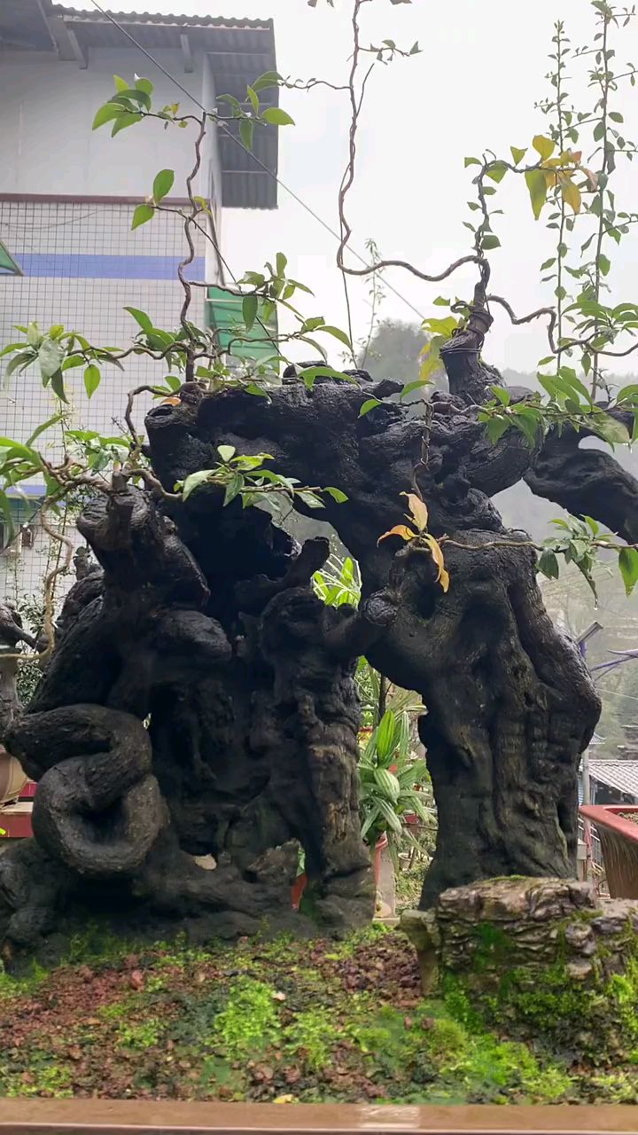 这金弹子,日后必定是一极品!