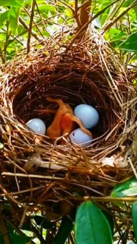杜鹃天生有推蛋的习惯,刚破壳几天的杜鹃幼儿就会把跟它同在一窝的蛋