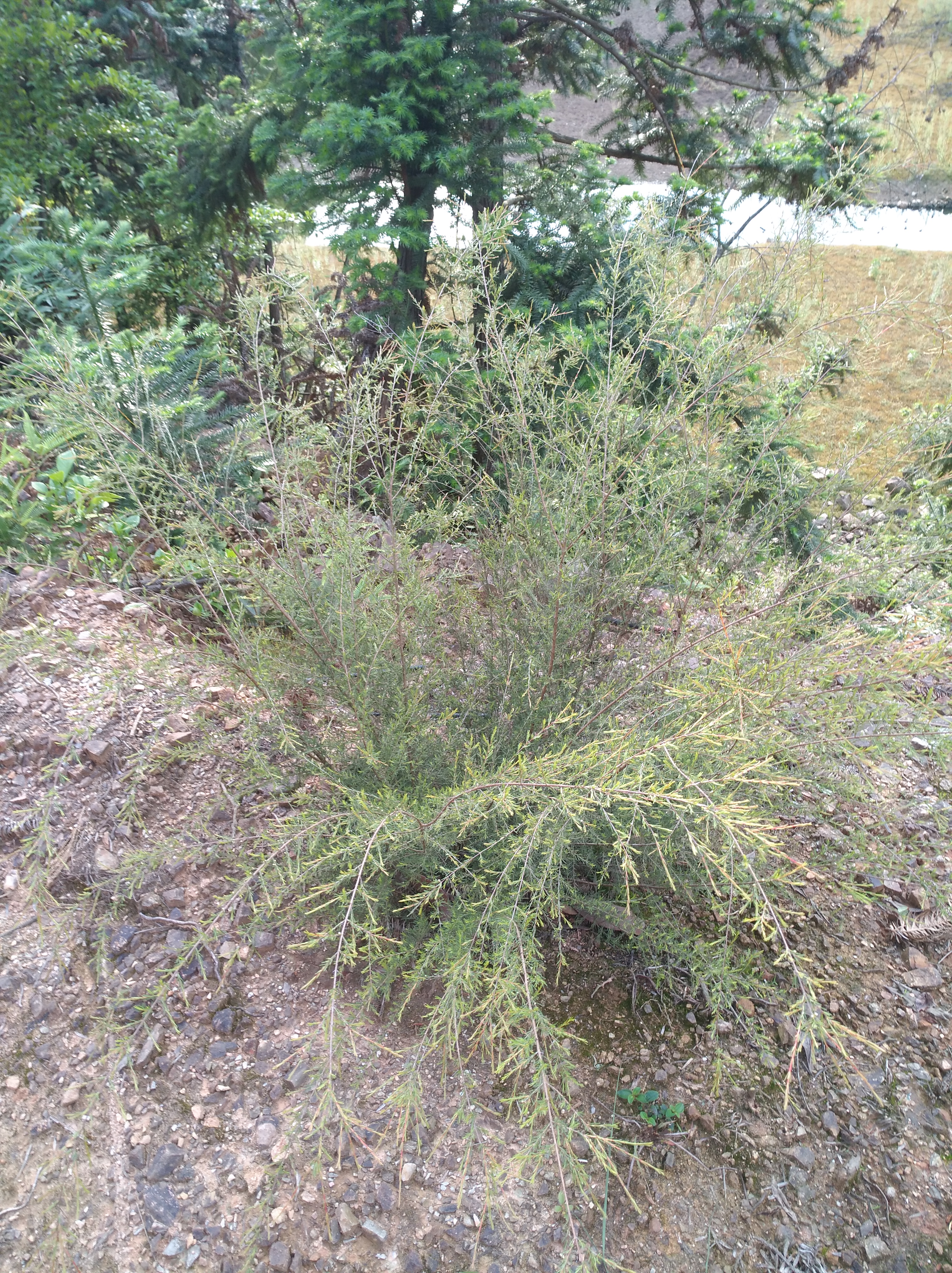 野生岗松,当盆景观赏价值更高,农村山里有生长