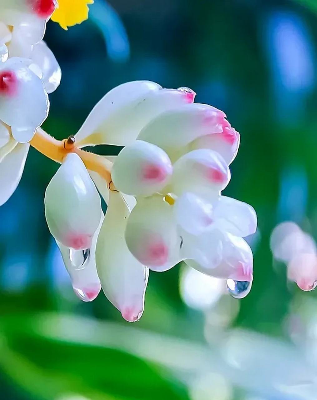 夏天的豆蔻花,非常漂亮,给人以娇艳欲滴的视觉效果,真是生命如夏花灿