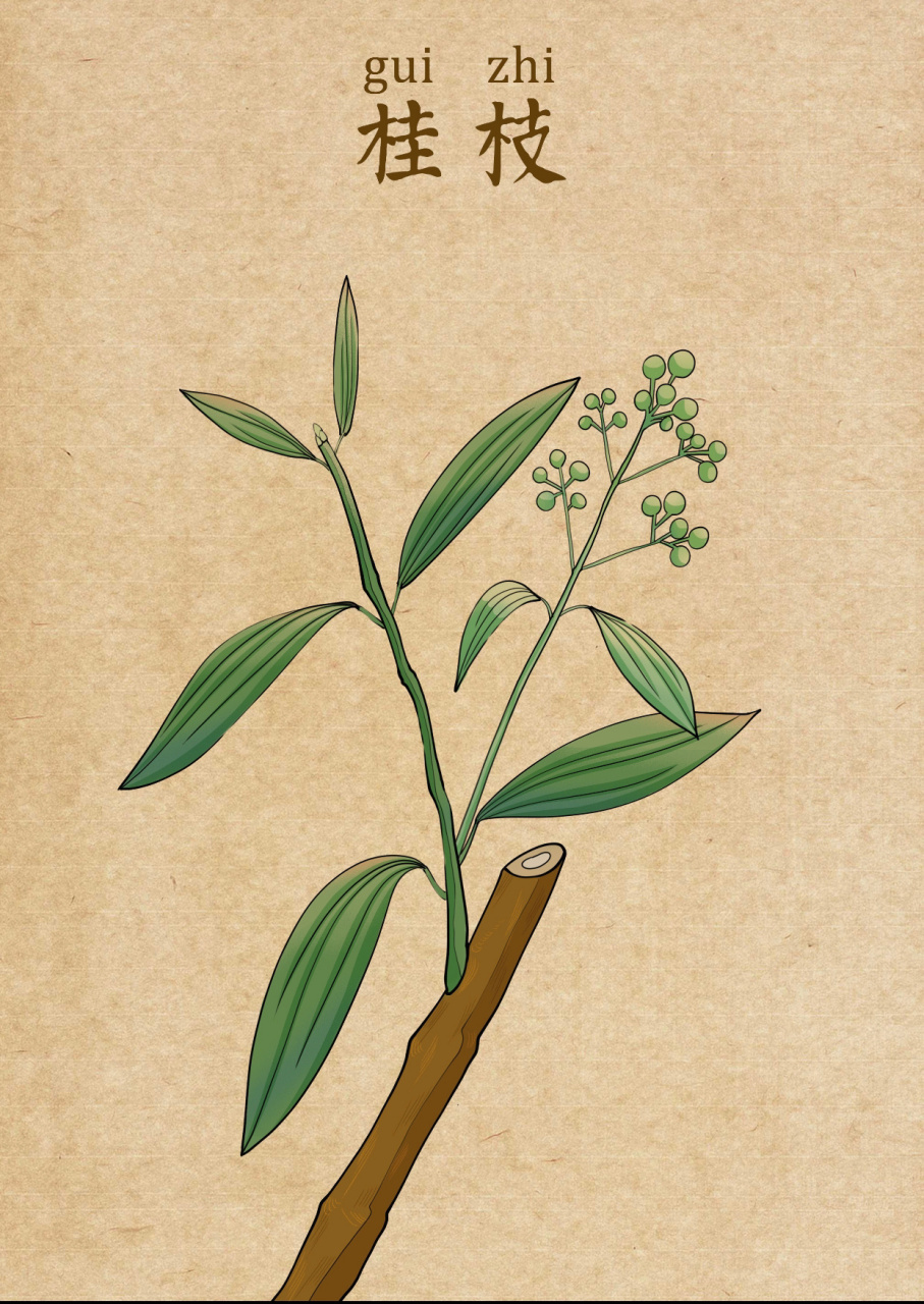 中草药系列作品 画师:画画的啊车 676767 #绘画欣赏