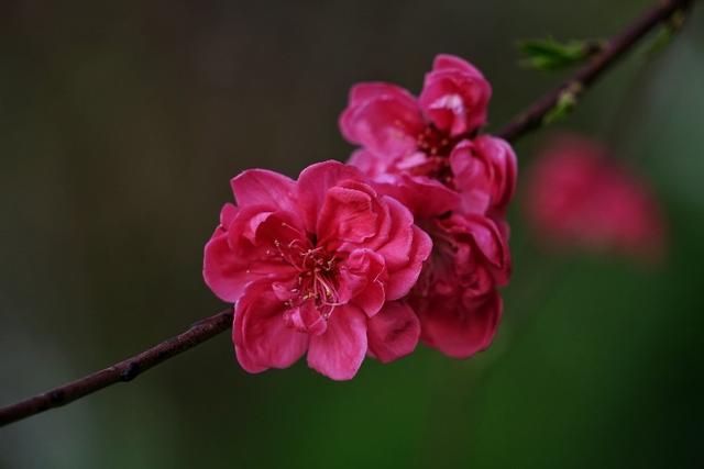 《桃花别样红》