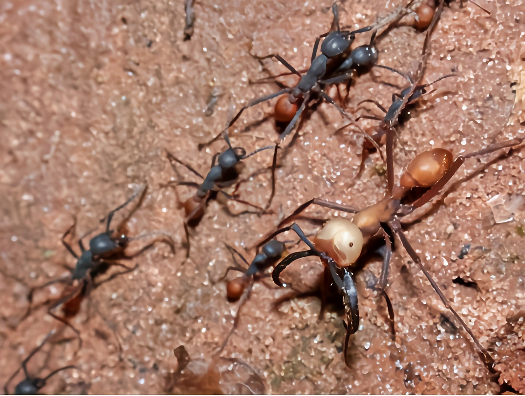 布氏游蚁成虫体长0.7-2.