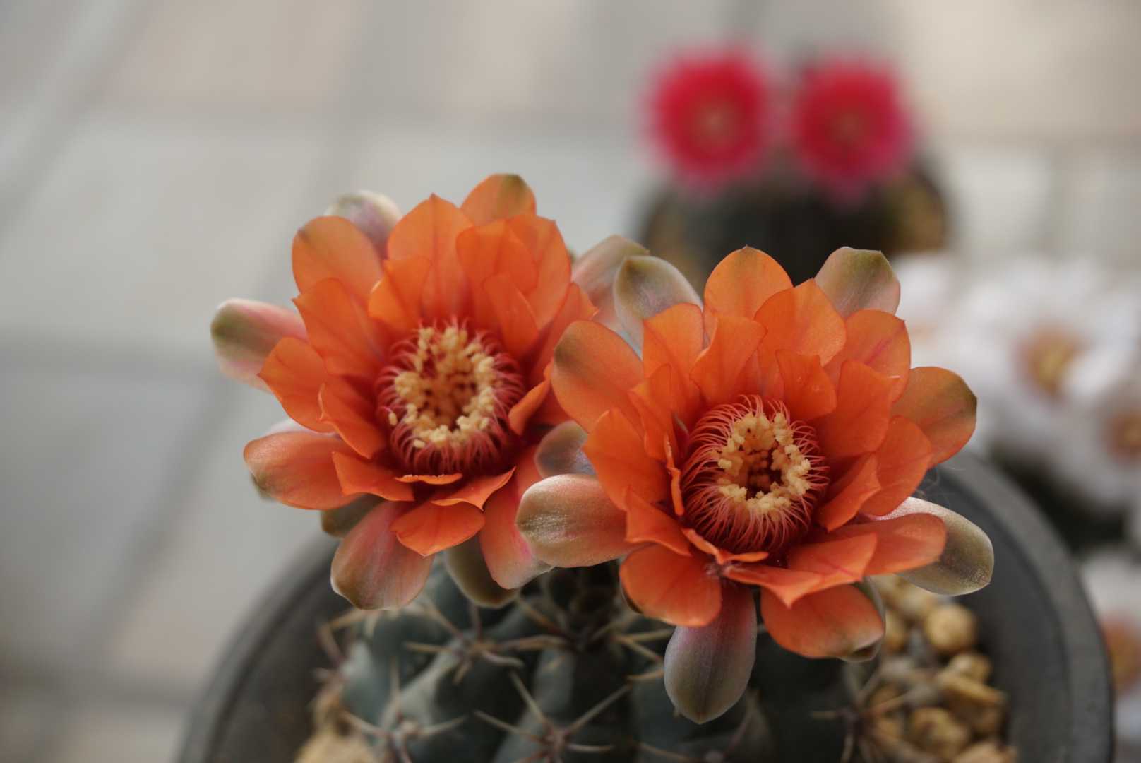 阳台养一盆绯花玉,花色丰富,年年开花,漂亮灿烂好养活