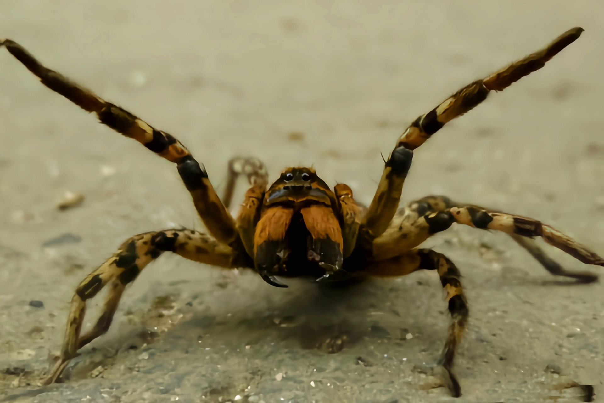 每天认识一种动物——穴居狼蛛 穴居狼蛛别名穴狼蛛,原产于欧洲及亚洲