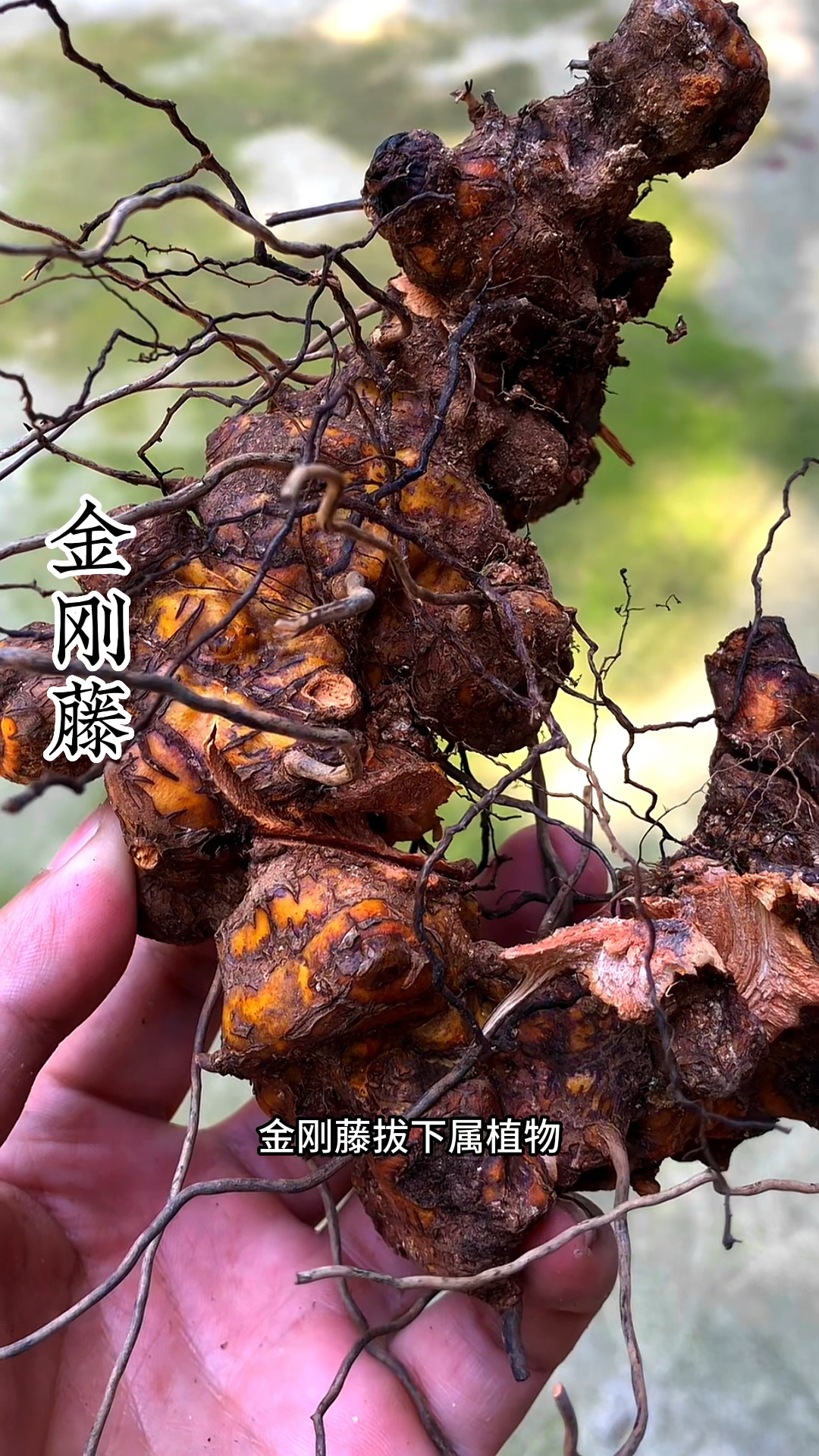 这就是金刚藤,你们认识吗