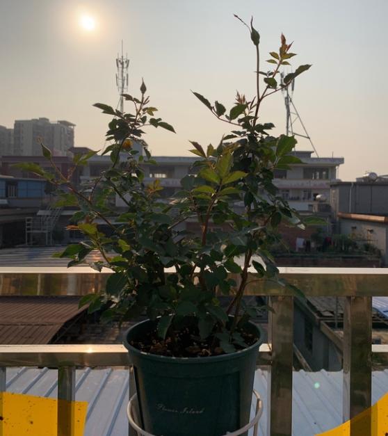 月季红蜘蛛还是要预防为主,多用几种不同的药,轮番使用