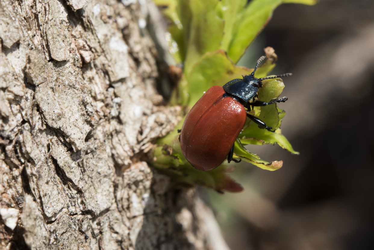 鞘翅目昆虫叶甲