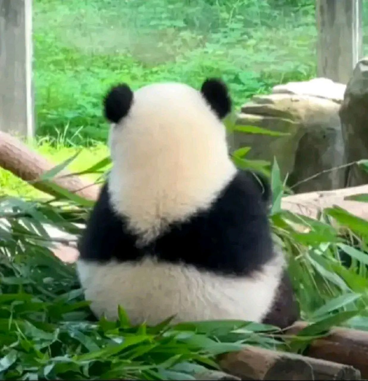 可爱的糯米团子,小时候的熊猫宝宝就像小朋友一样,这谁能不喜欢#大